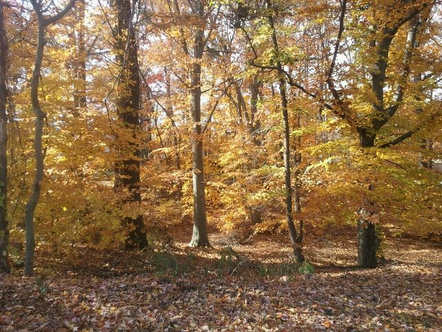 Belair Town II - November 15, 2011